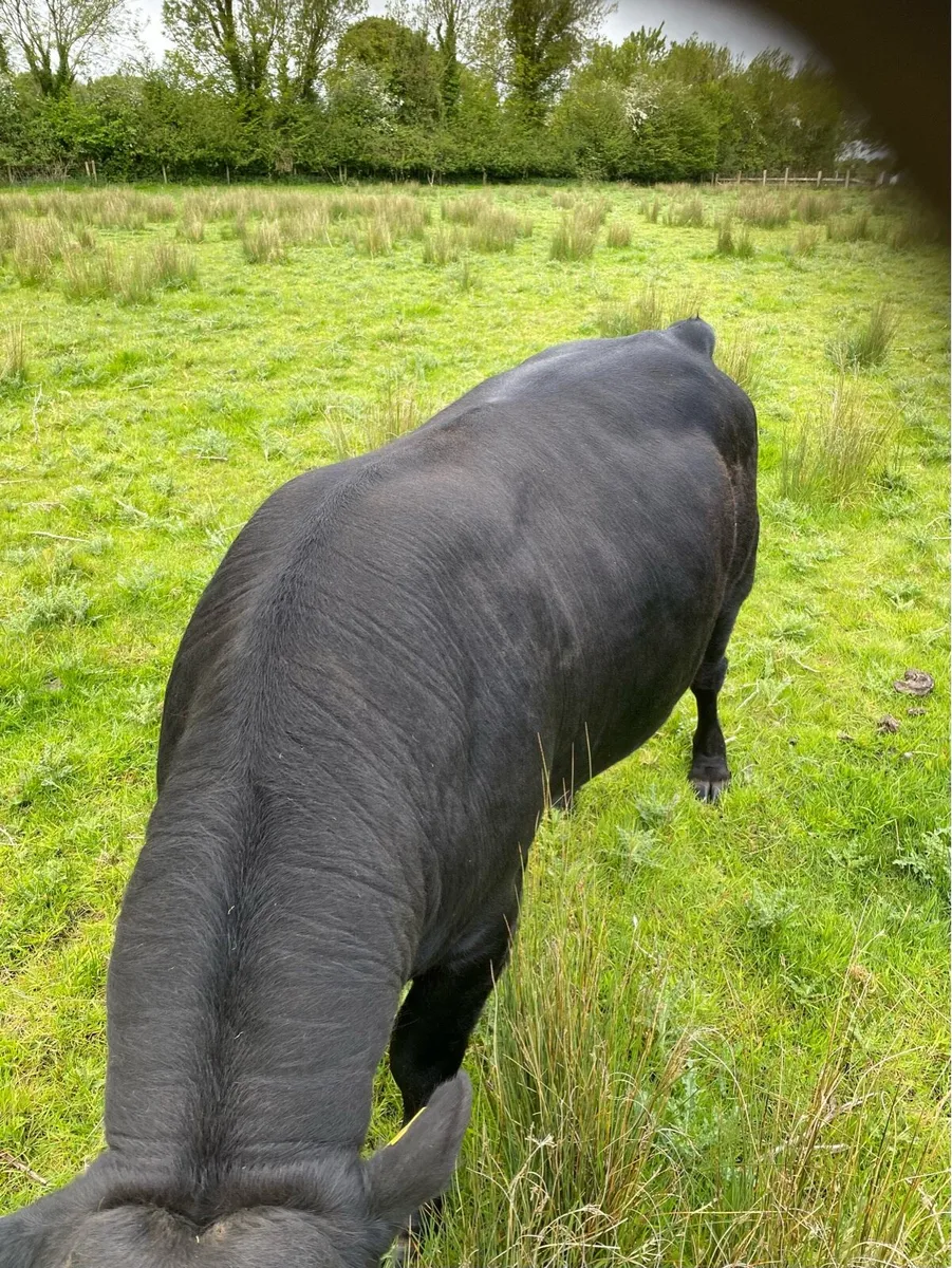 Purebred registered Dexter Bull - Image 3