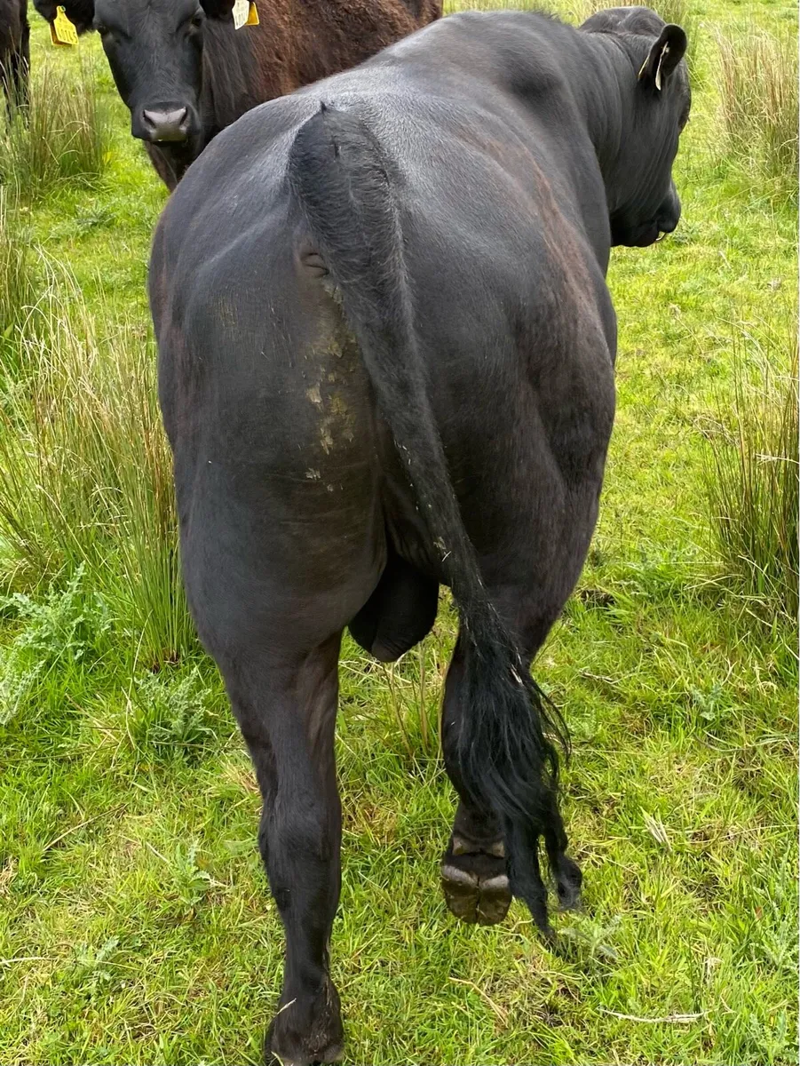 Purebred registered Dexter Bull - Image 4