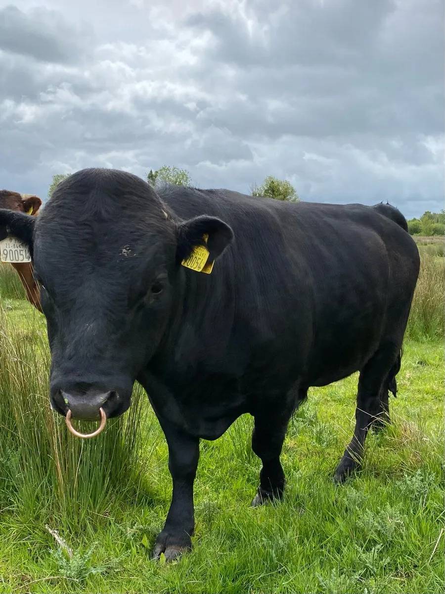 Purebred registered Dexter Bull - Image 1