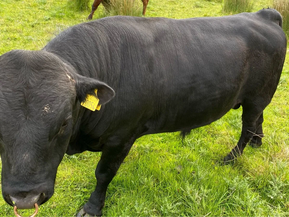 Purebred registered Dexter Bull - Image 2