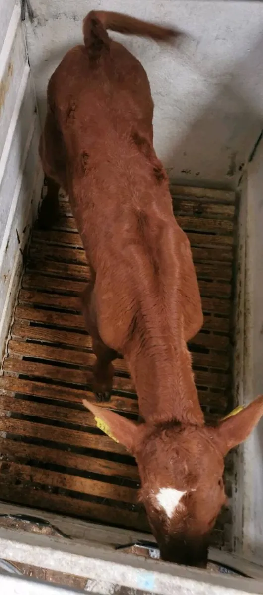 Red Angus Bull calves - Image 1