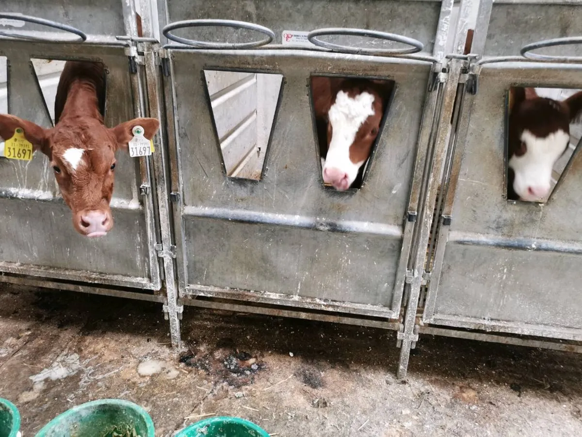 Red Angus Bull calves - Image 3