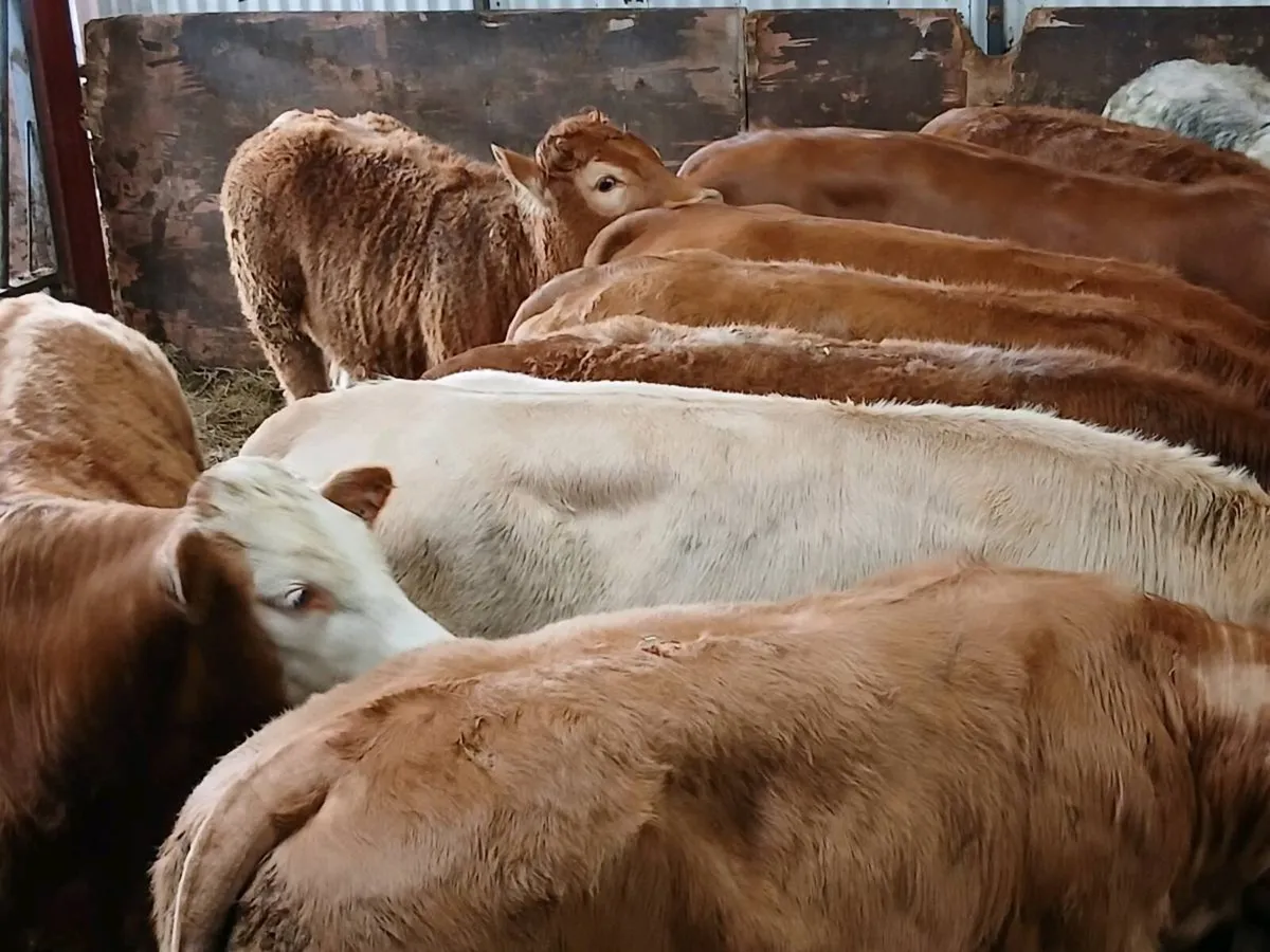10 Top quality Heifer's for sale - Image 2