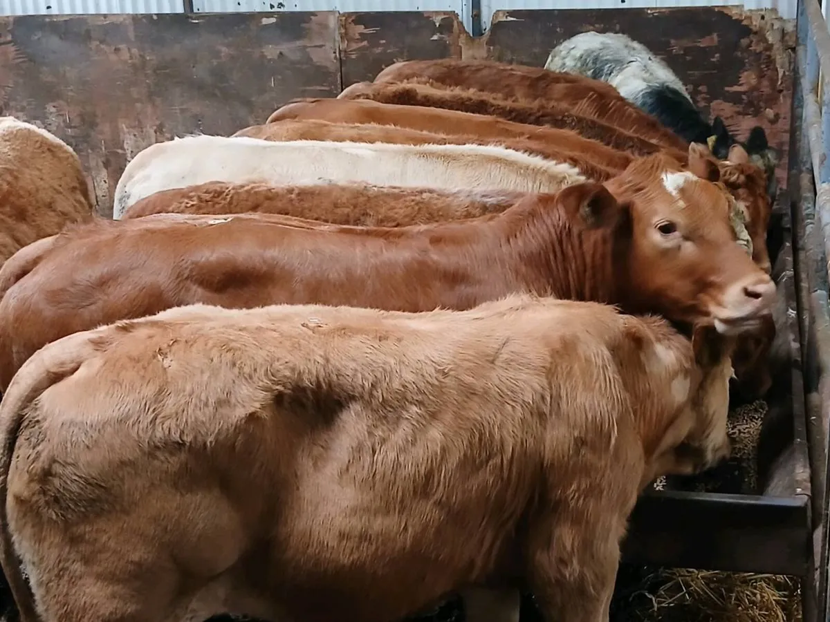 10 Top quality Heifer's for sale - Image 3