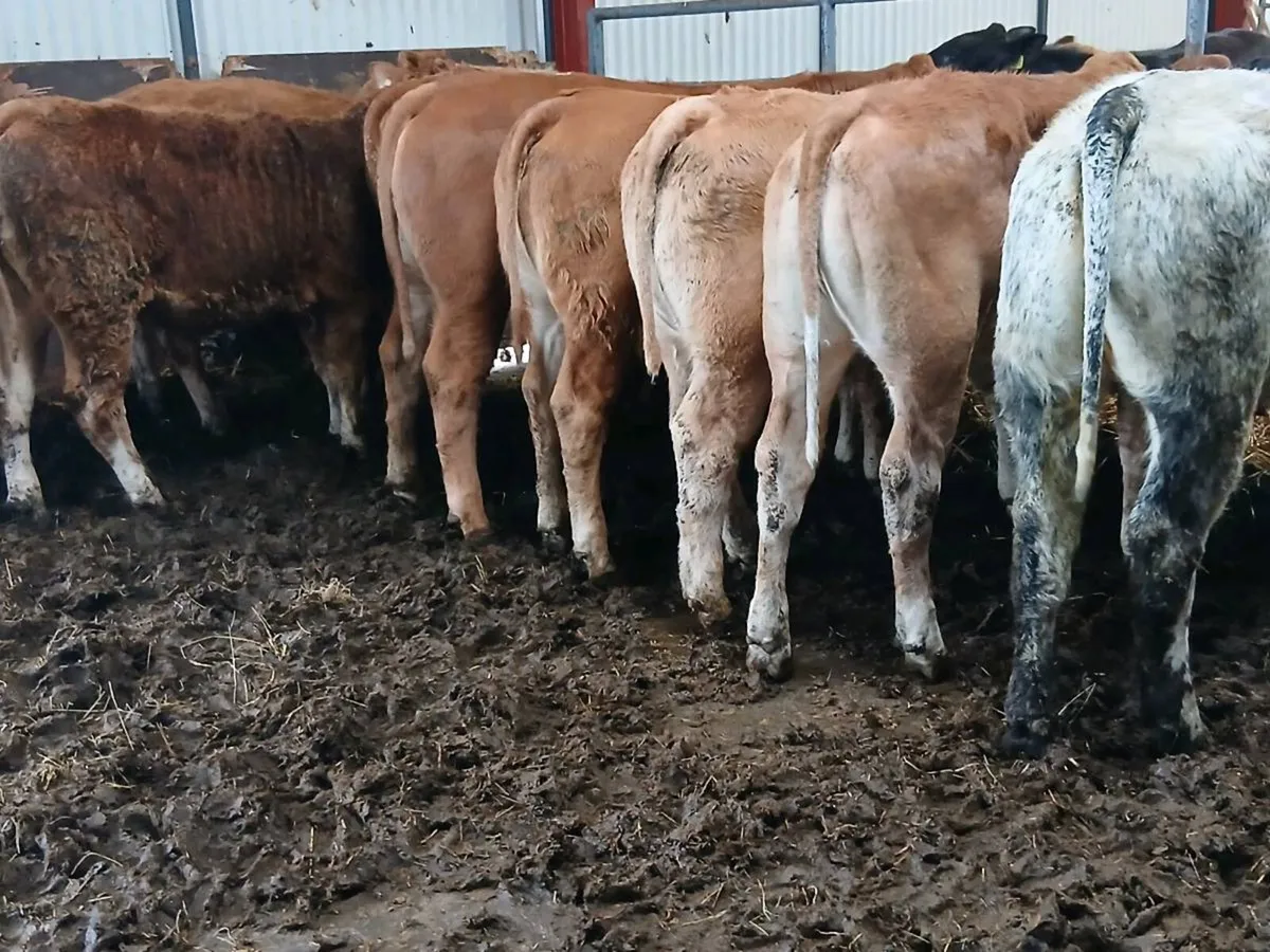 10 Top quality Heifer's for sale - Image 4