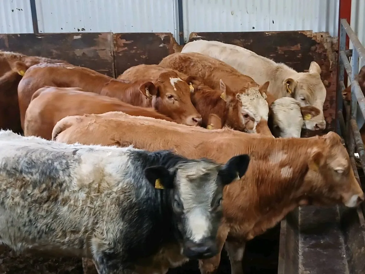 10 Top quality Heifer's for sale - Image 1