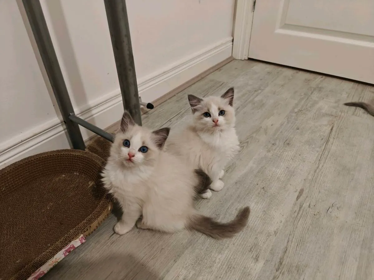 Ragdoll kittens - Image 2