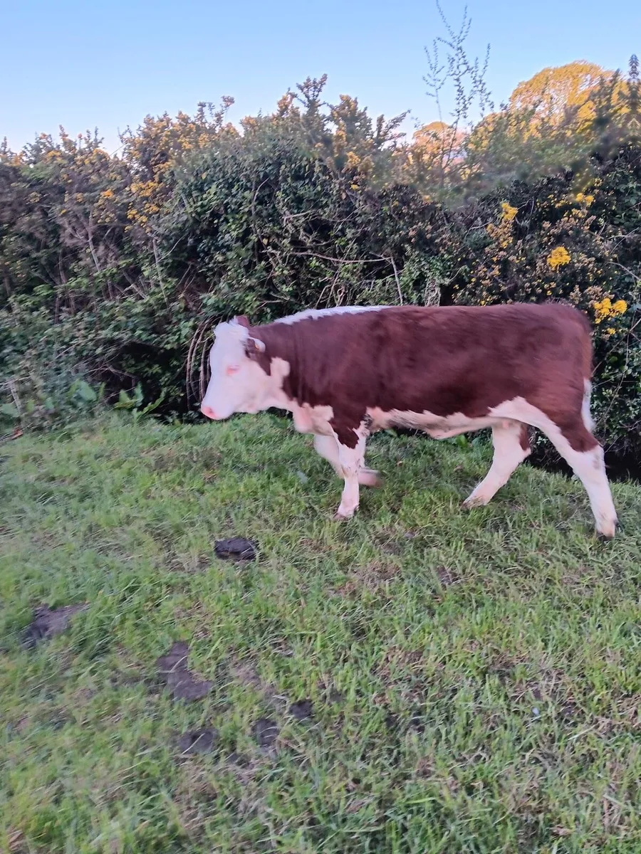 Hereford x PB Simmental Heifers x2 - Image 1
