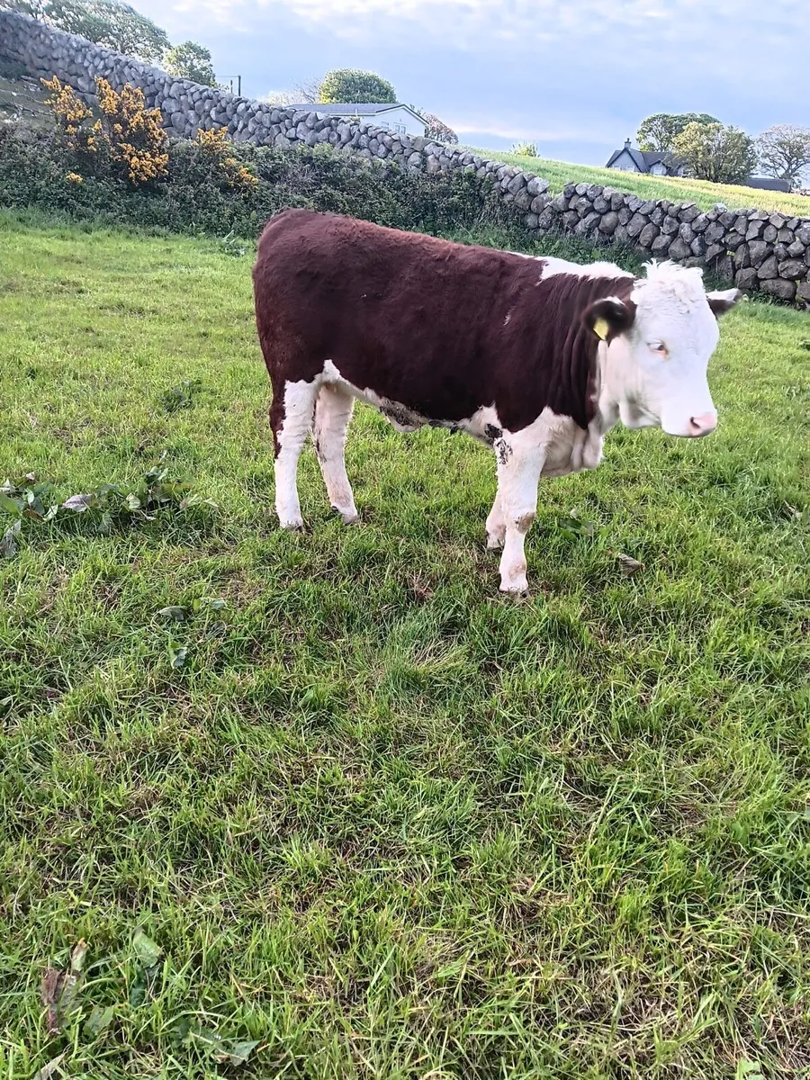 Hereford x PB Simmental Heifers x2 - Image 2
