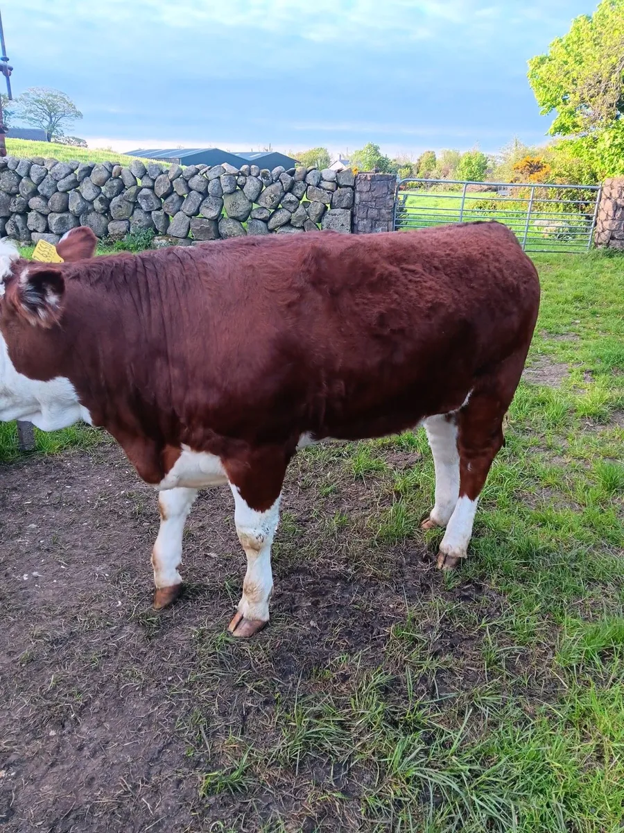 Hereford x PB Simmental Heifers x2 - Image 3