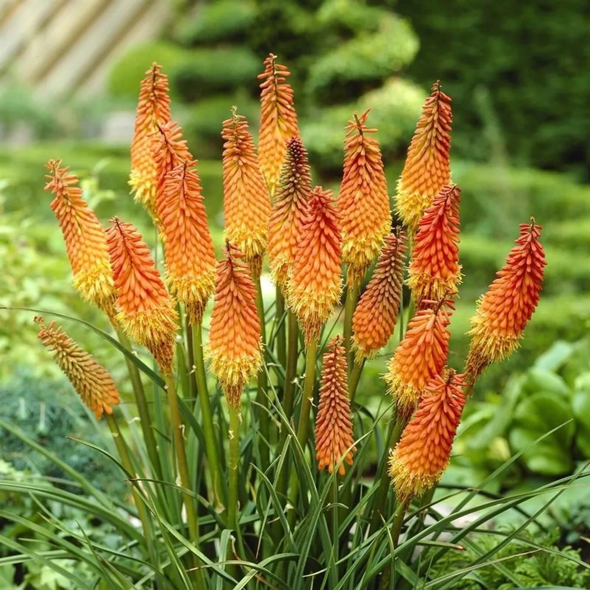 plants - Image 3