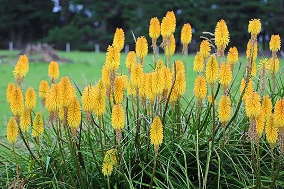 plants - Image 4
