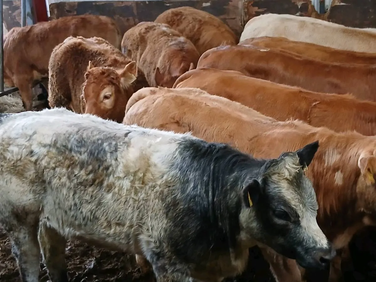 10 Top Quality U and R grade Heifer's for sale - Image 4