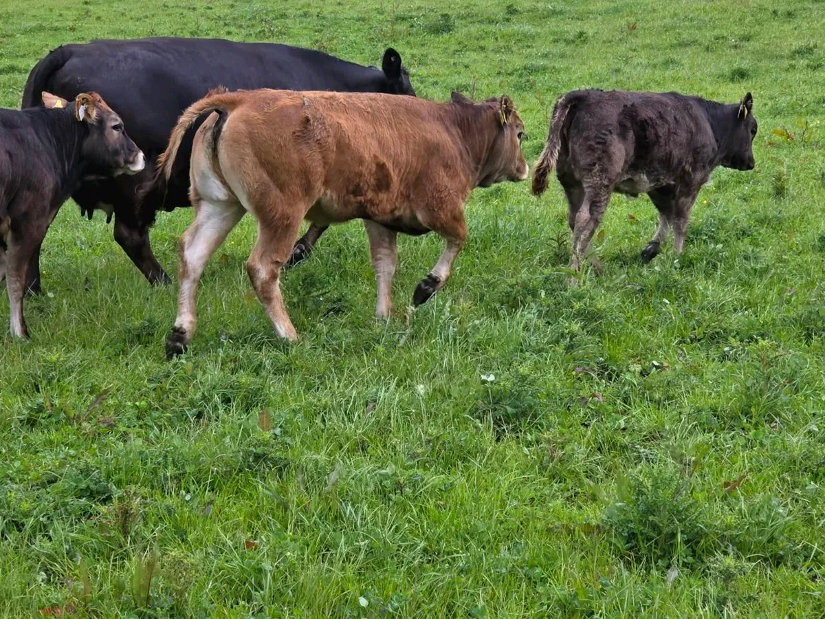 Organic BBX, PTX and limousin weanlings for Sale - Image 2