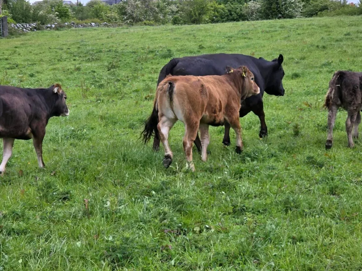 Organic BBX, PTX and limousin weanlings for Sale - Image 3