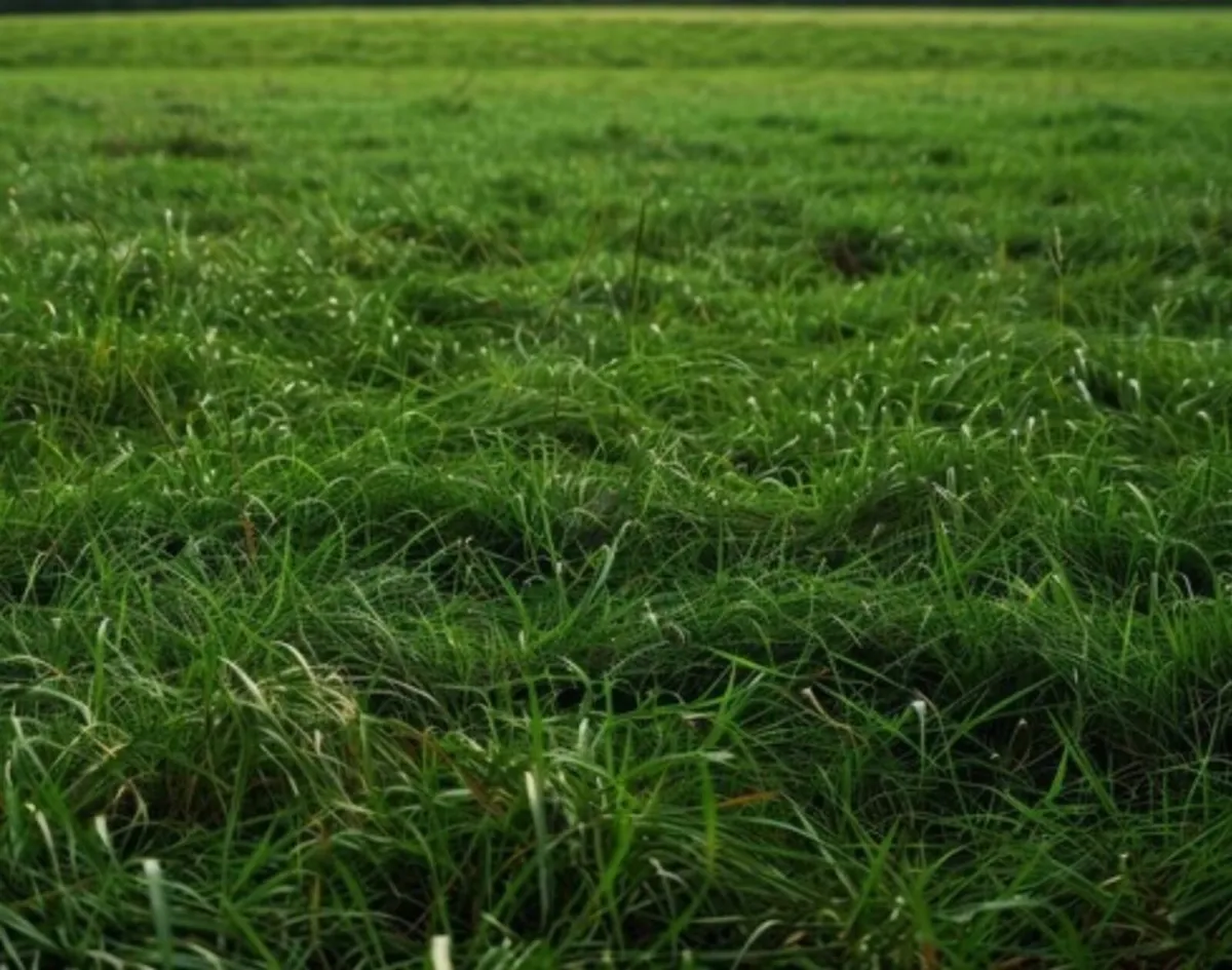Silage - top quality, ready to cut