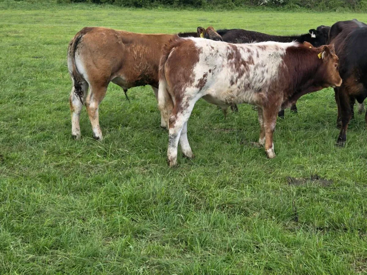 Organic BBX, PTX and limousin weanlings for Sale - Image 1