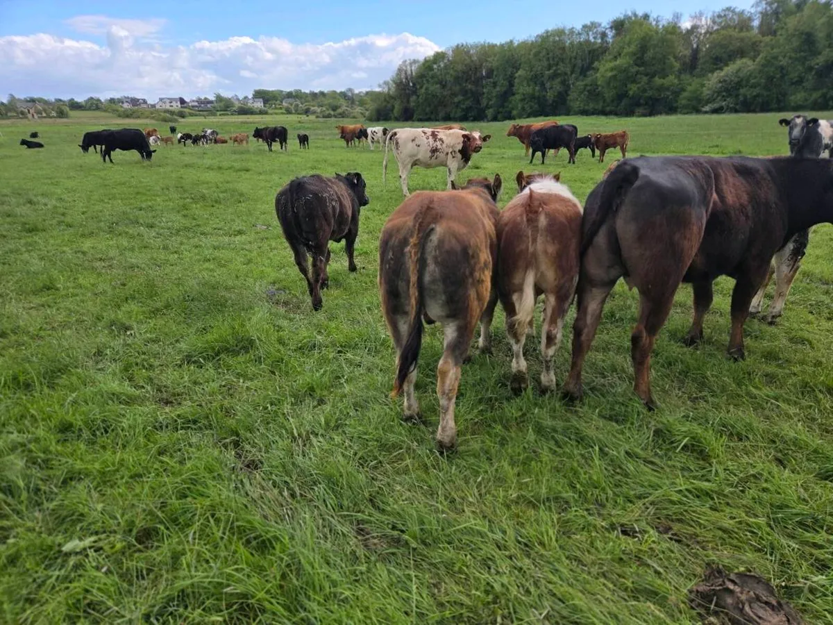 Organic BBX, PTX and limousin weanlings for Sale - Image 4