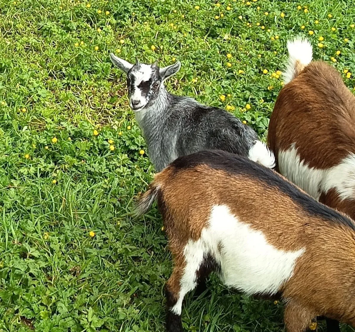 Pygmy goat kid (female) - Image 1