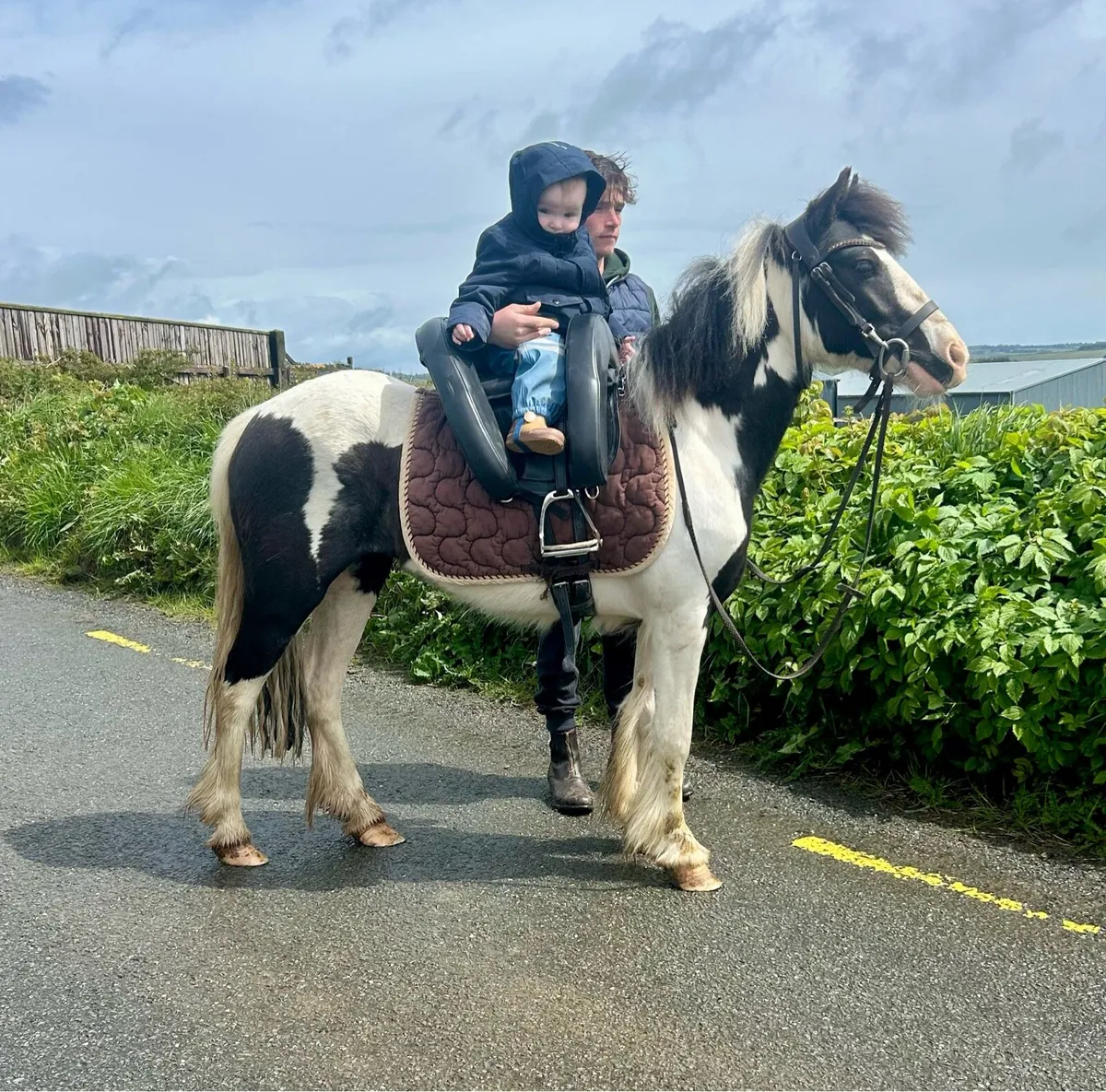 Begginers pony - Image 1