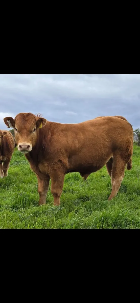 PB Limousin Bulls - Image 2