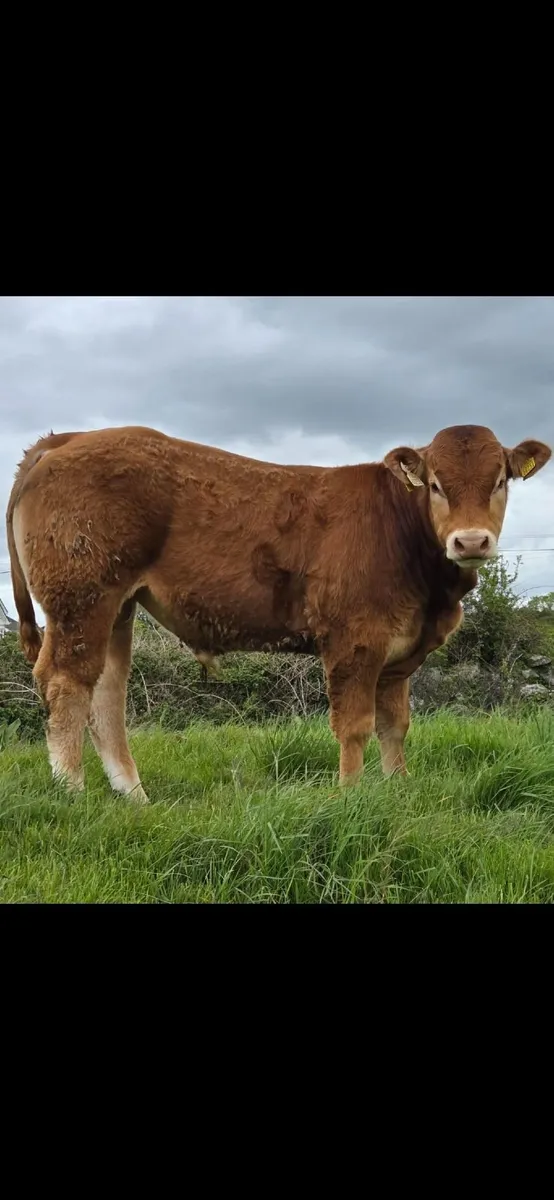 PB Limousin Bulls - Image 3