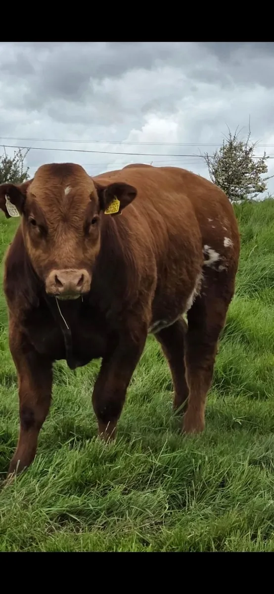 PB Limousin Bulls - Image 4