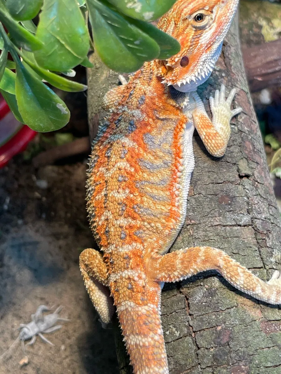 Bearded dragon - Image 1