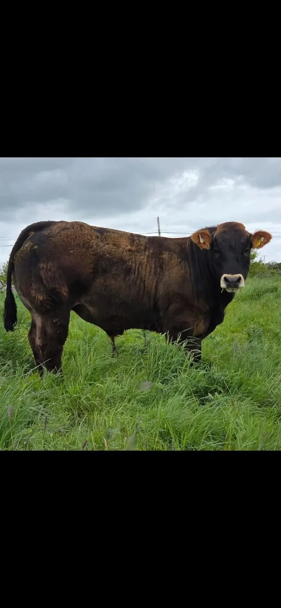 PB Limousin Bulls - Image 1