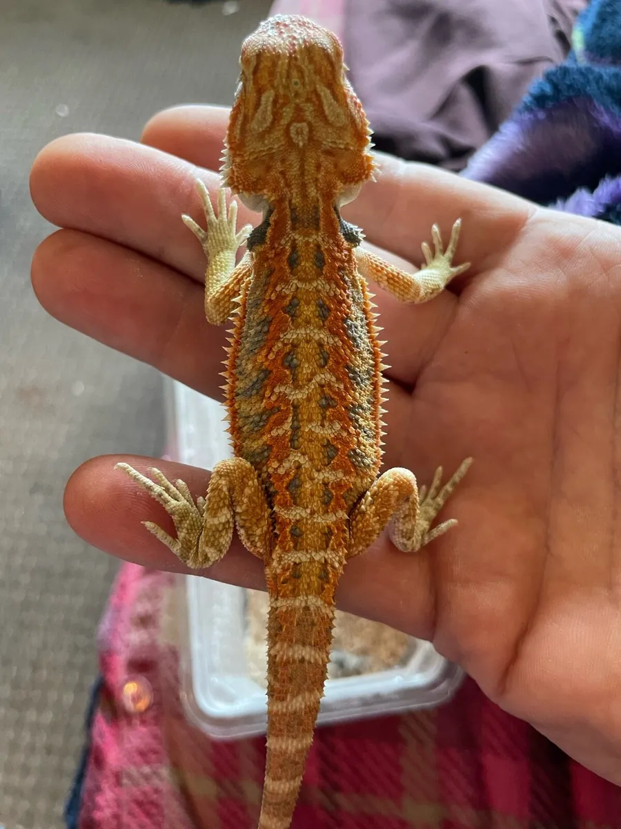 Bearded dragon - Image 2