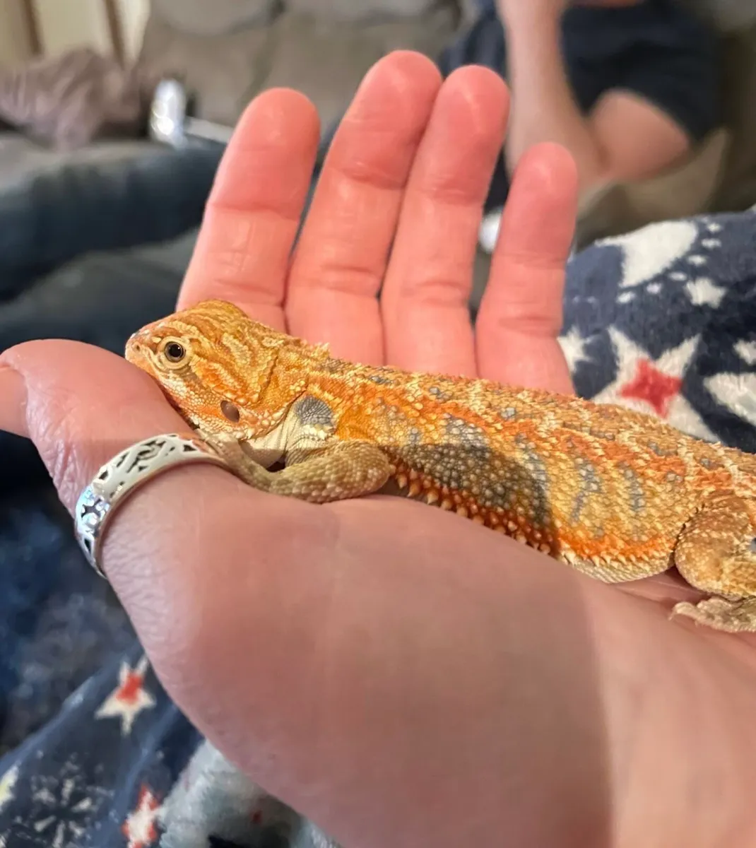 Bearded dragon - Image 3
