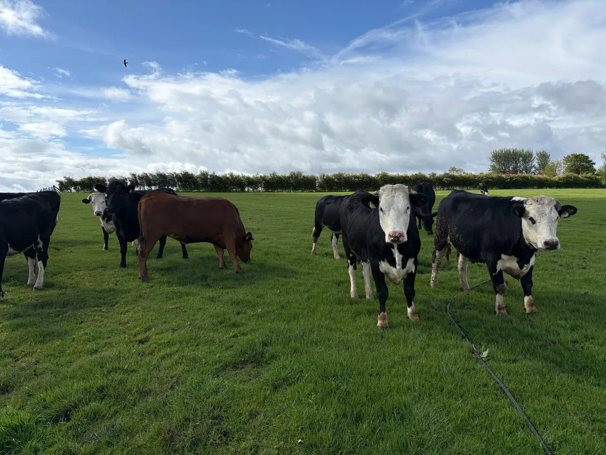 Heifers - Image 1