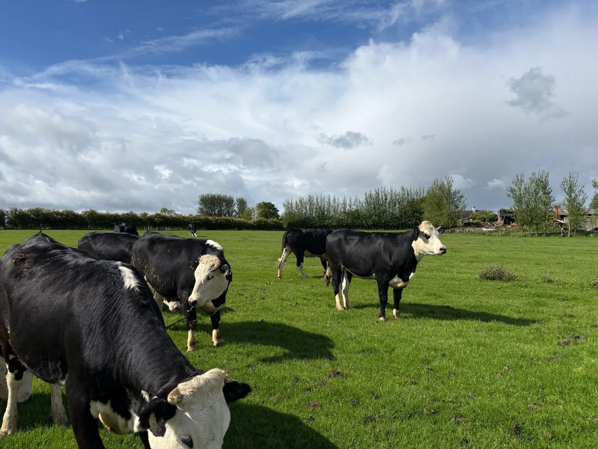 Heifers - Image 2