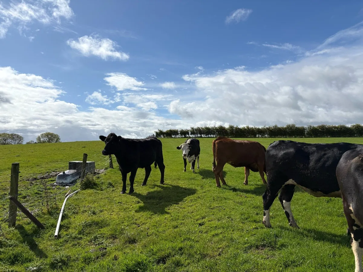 Heifers - Image 3