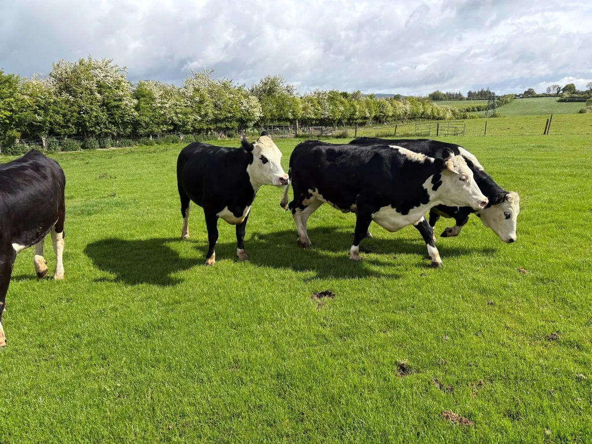 Heifers - Image 4
