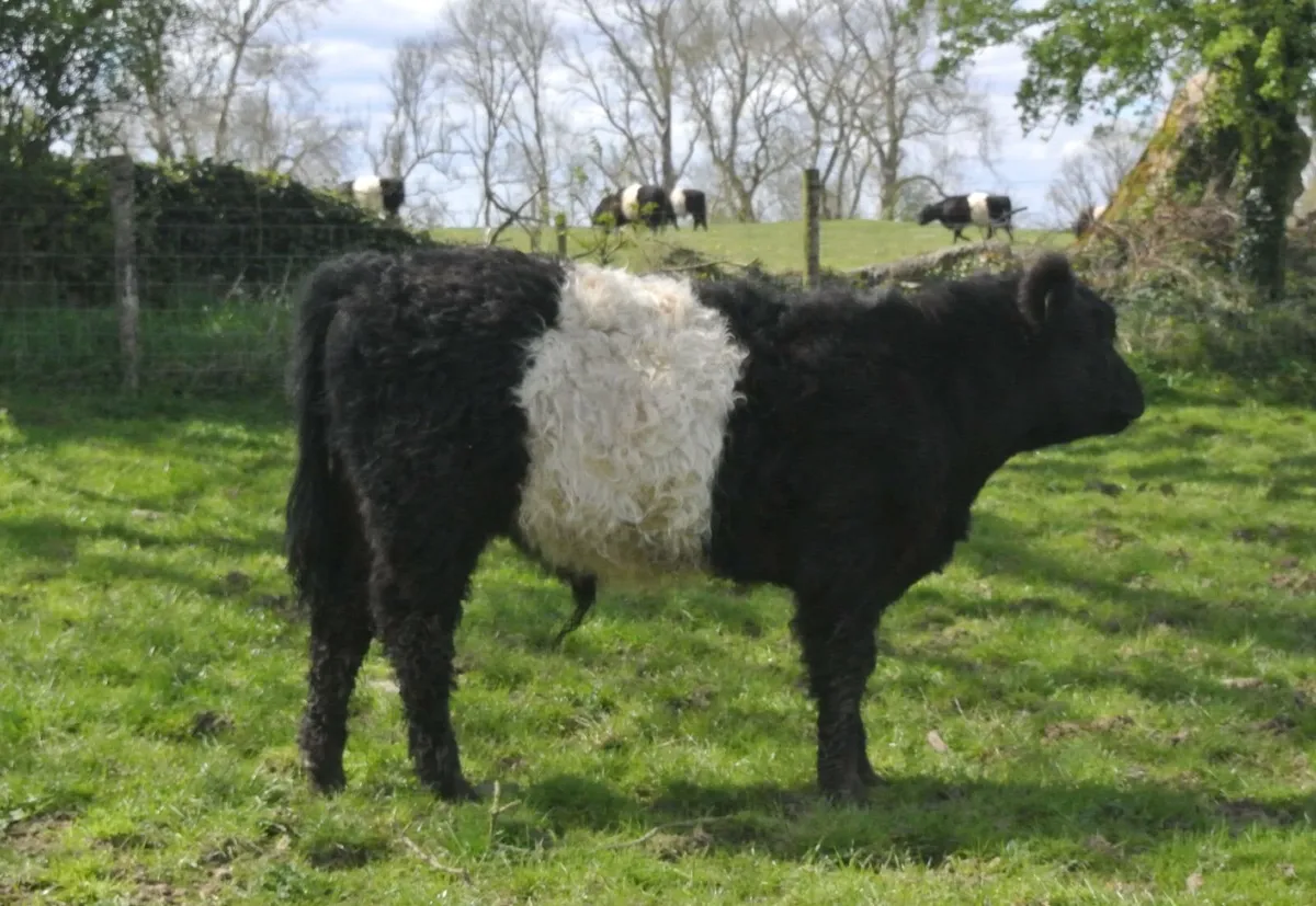 Belted Galloway Organic weanling bulls heifers - Image 1