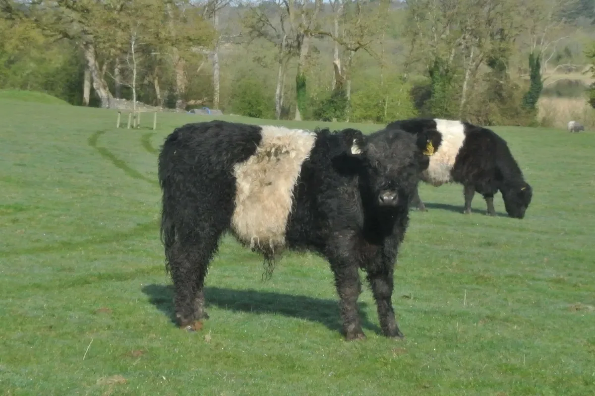 Belted Galloway Organic weanling bulls heifers - Image 3