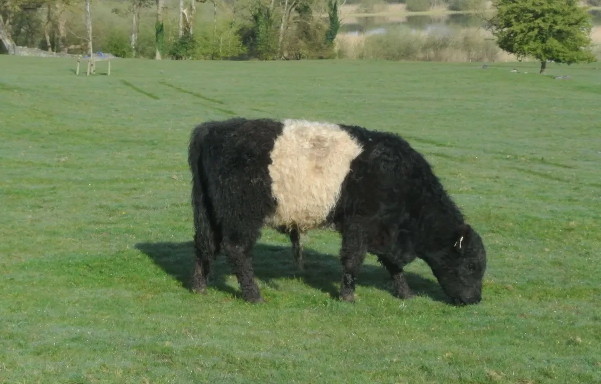 Belted Galloway Organic weanling bulls heifers - Image 2