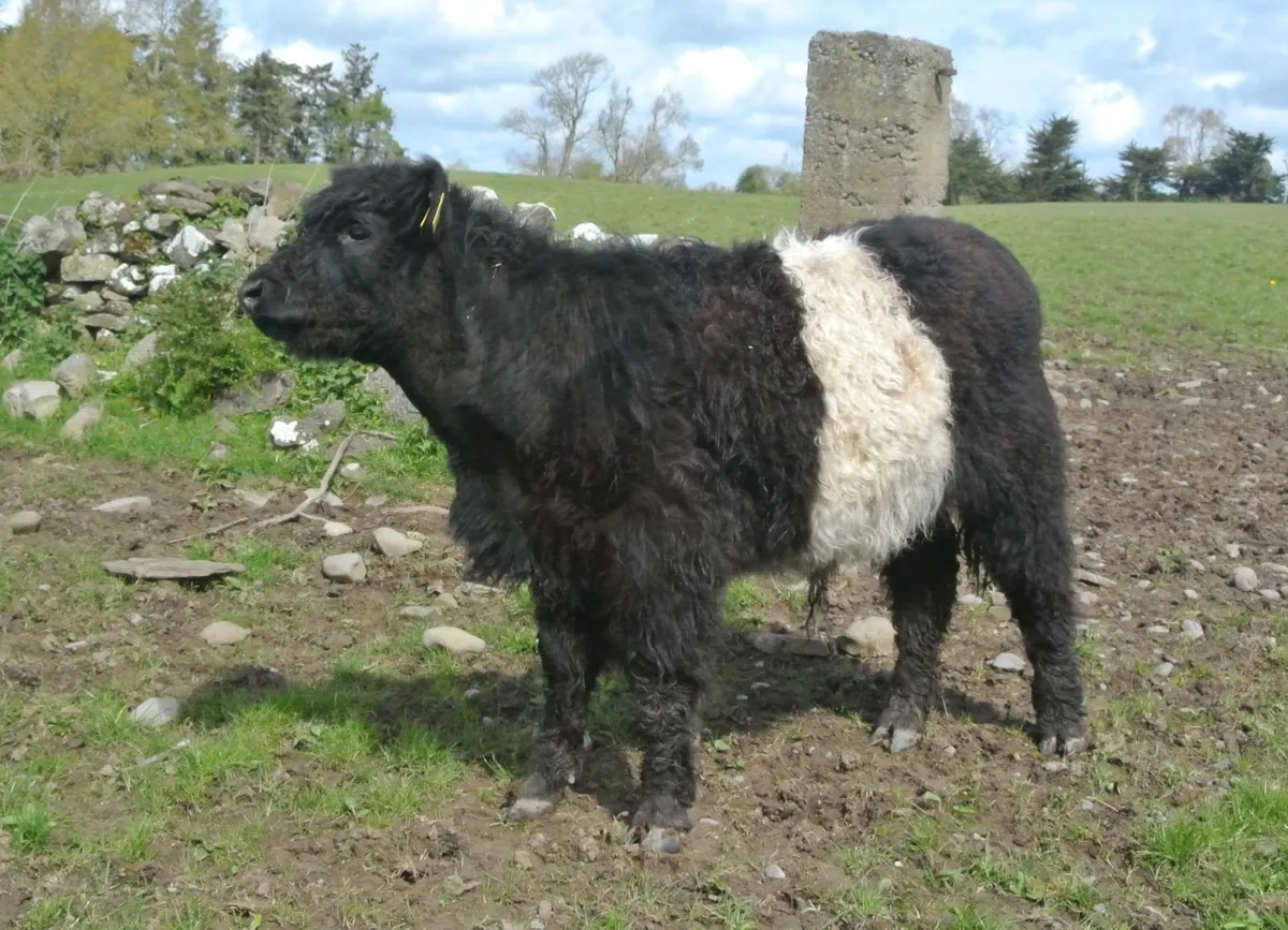 Belted Galloway Organic weanling bulls heifers - Image 4