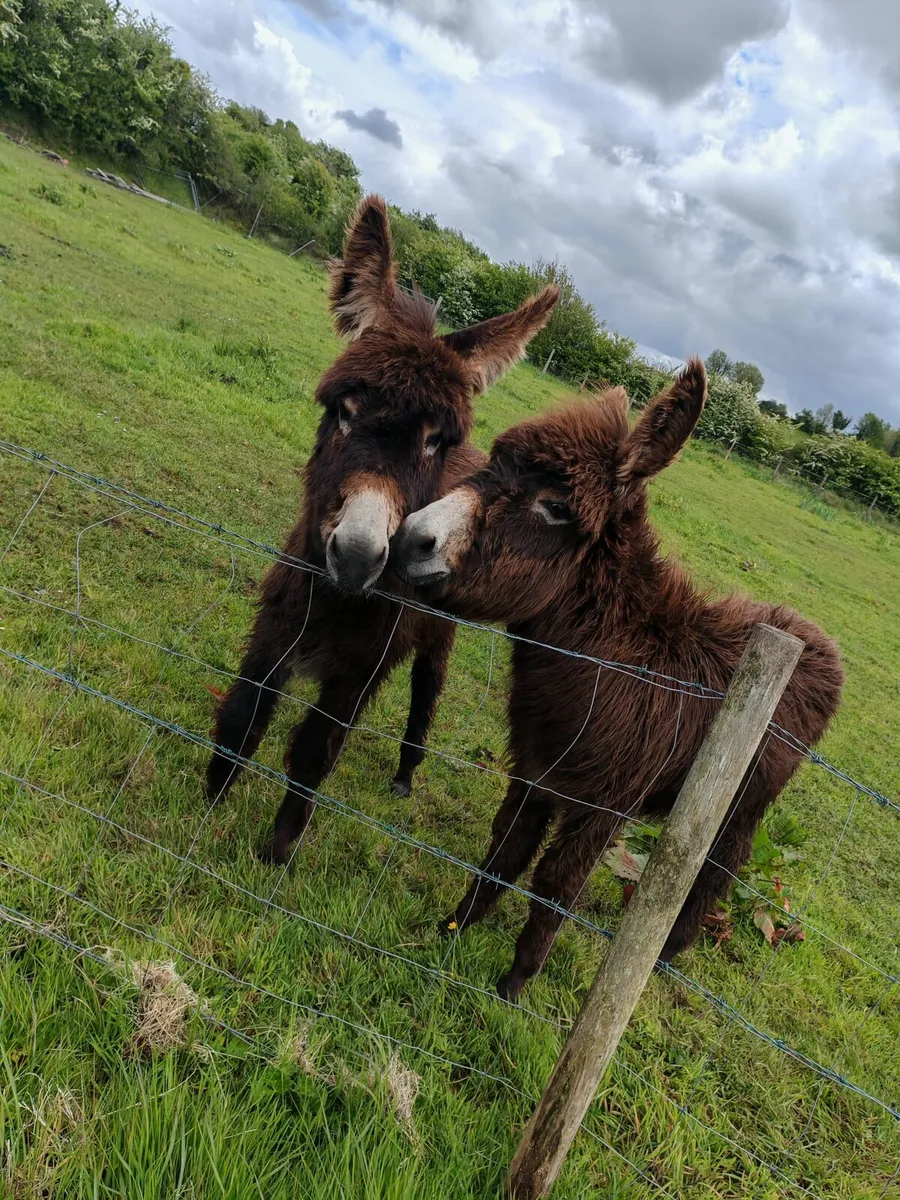 10 month old Male foals - Image 2