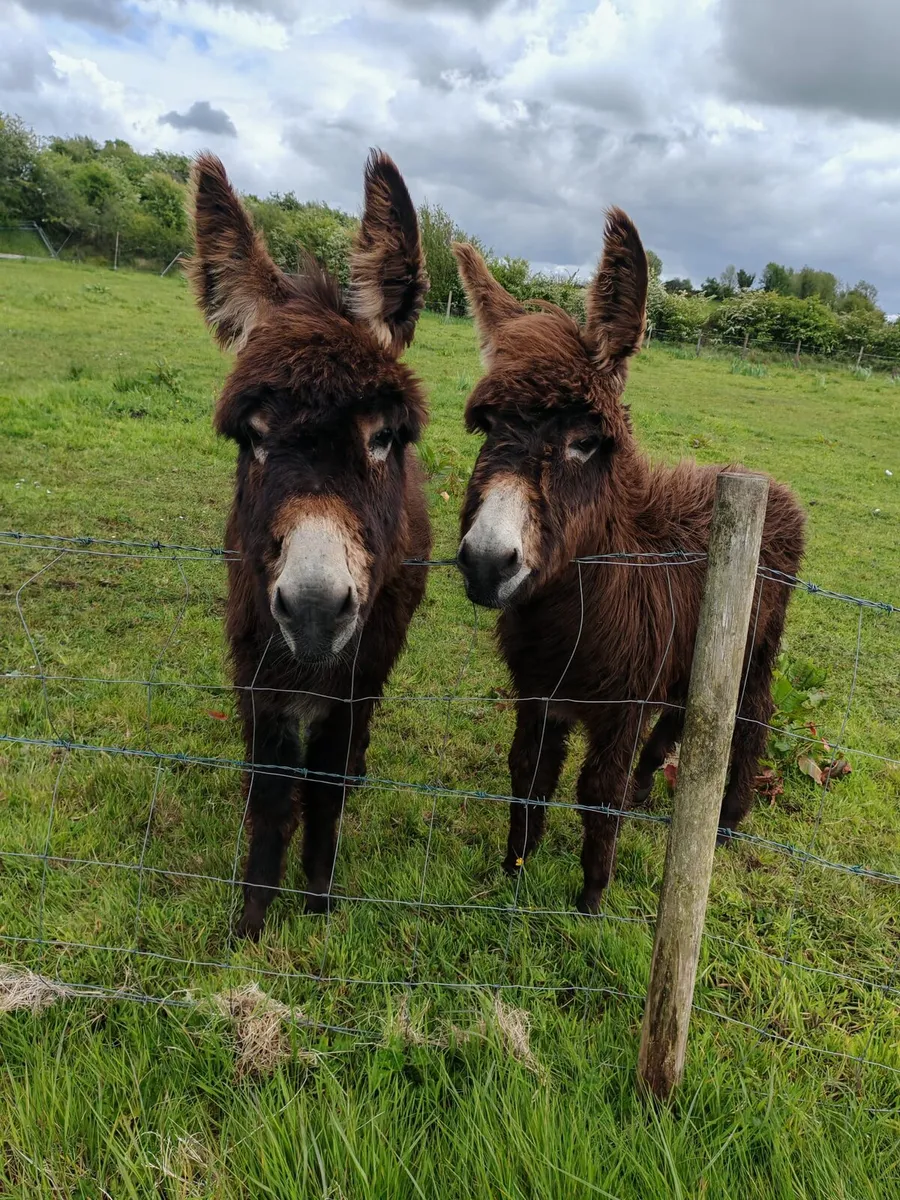 10 month old Male foals - Image 1