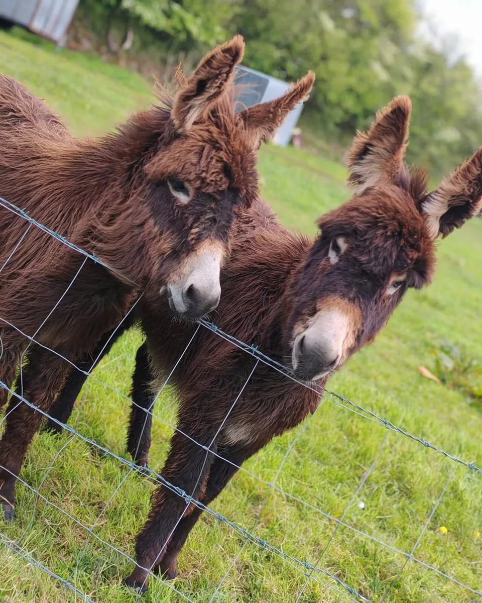 10 month old Male foals - Image 3