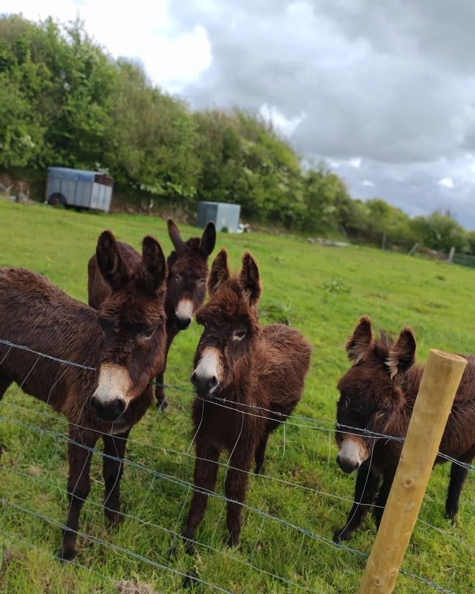 10 month old Male foals - Image 4