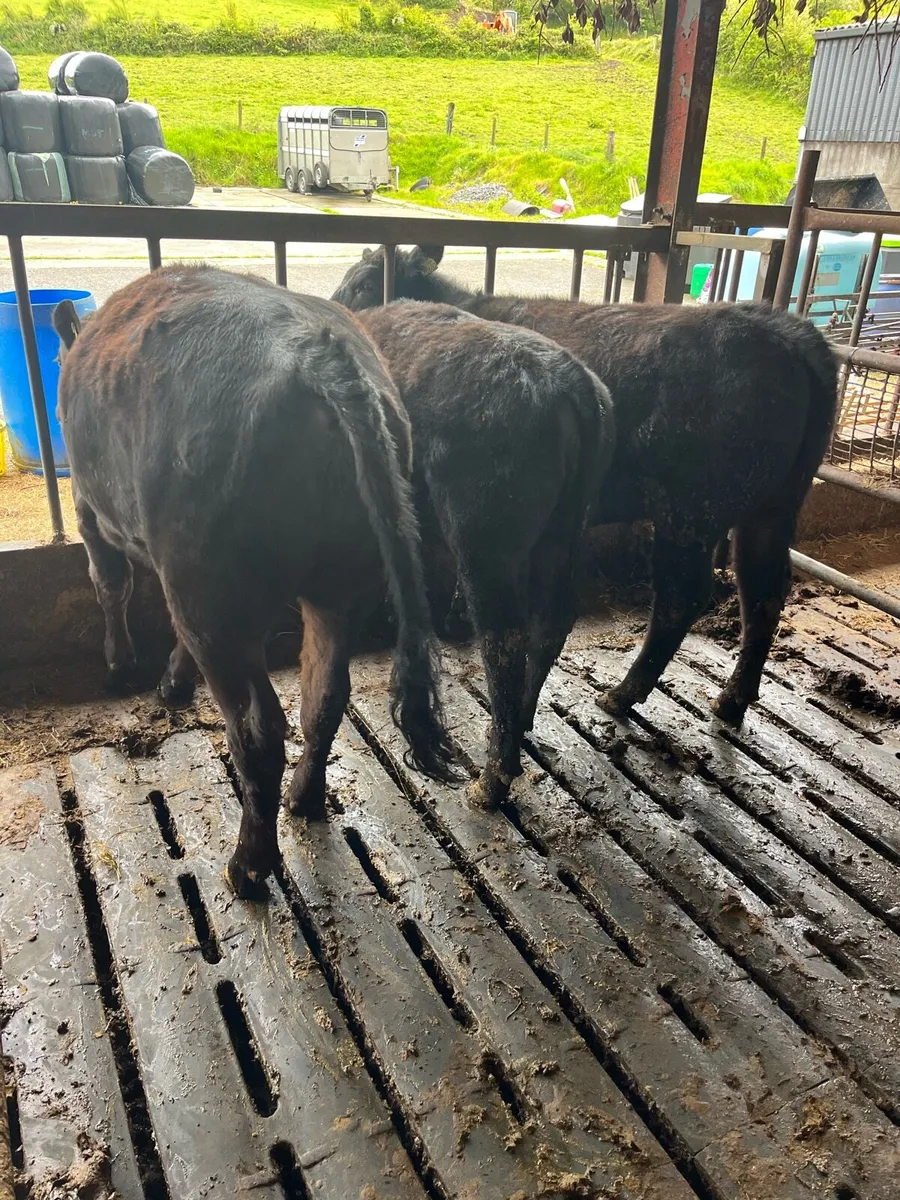 Heifers - Image 1