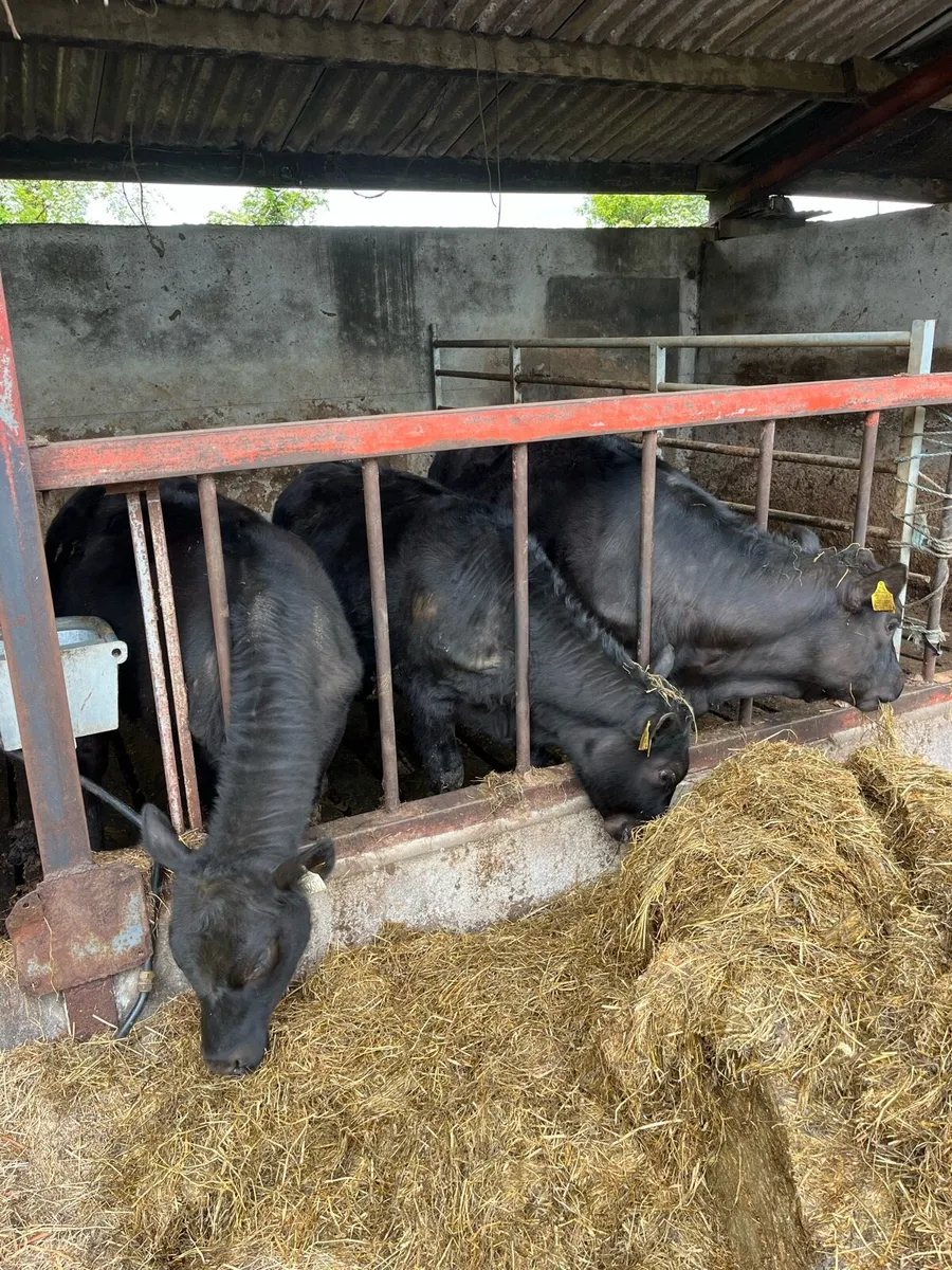 Heifers - Image 2