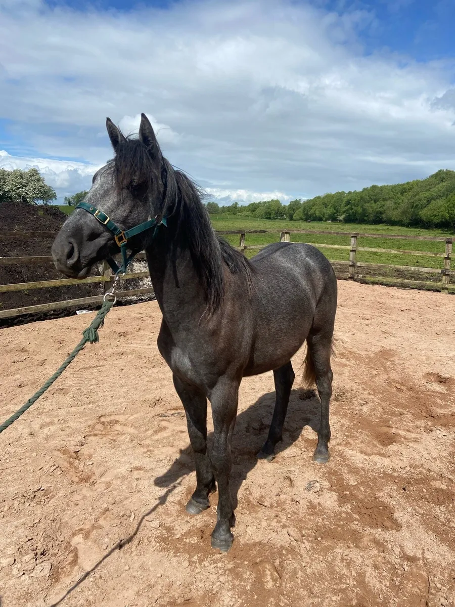 Yearling colt - Image 2