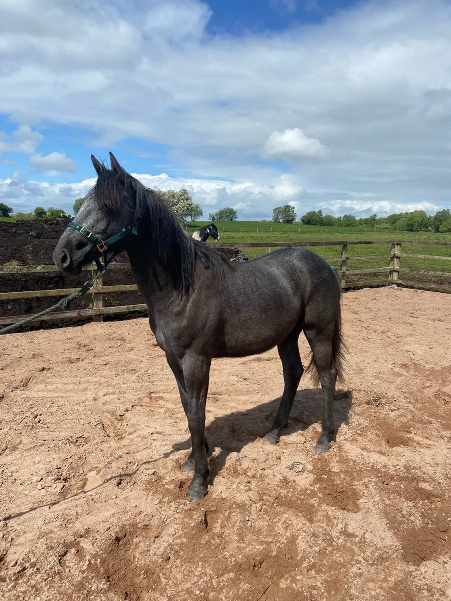 Yearling colt - Image 1