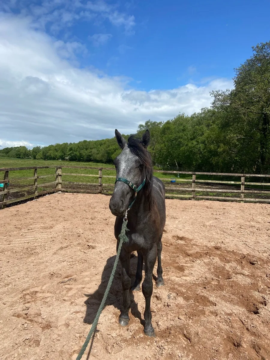 Yearling colt - Image 3
