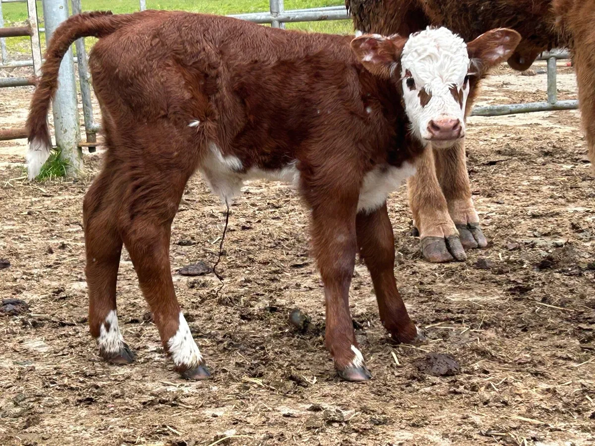 Second calved cow and calf - Image 2