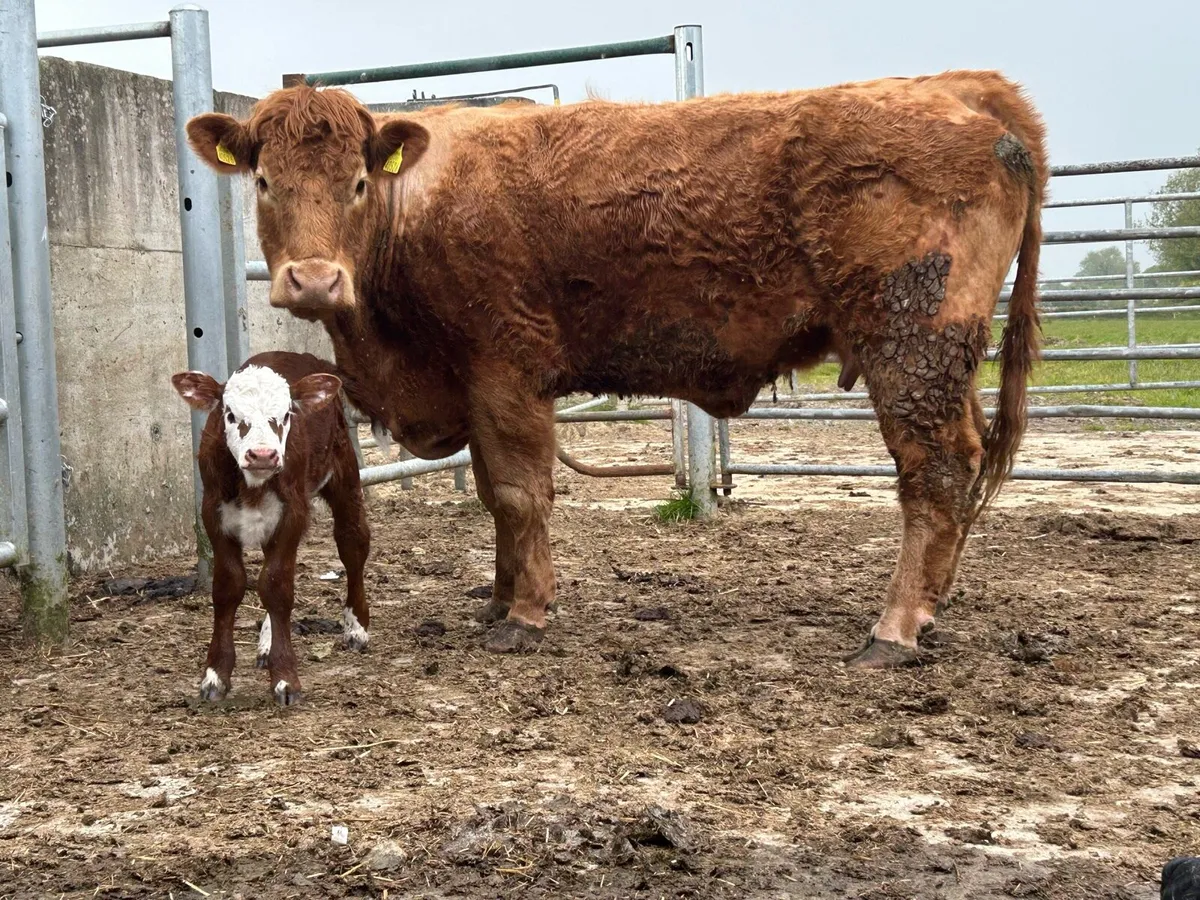 Second calved cow and calf - Image 1